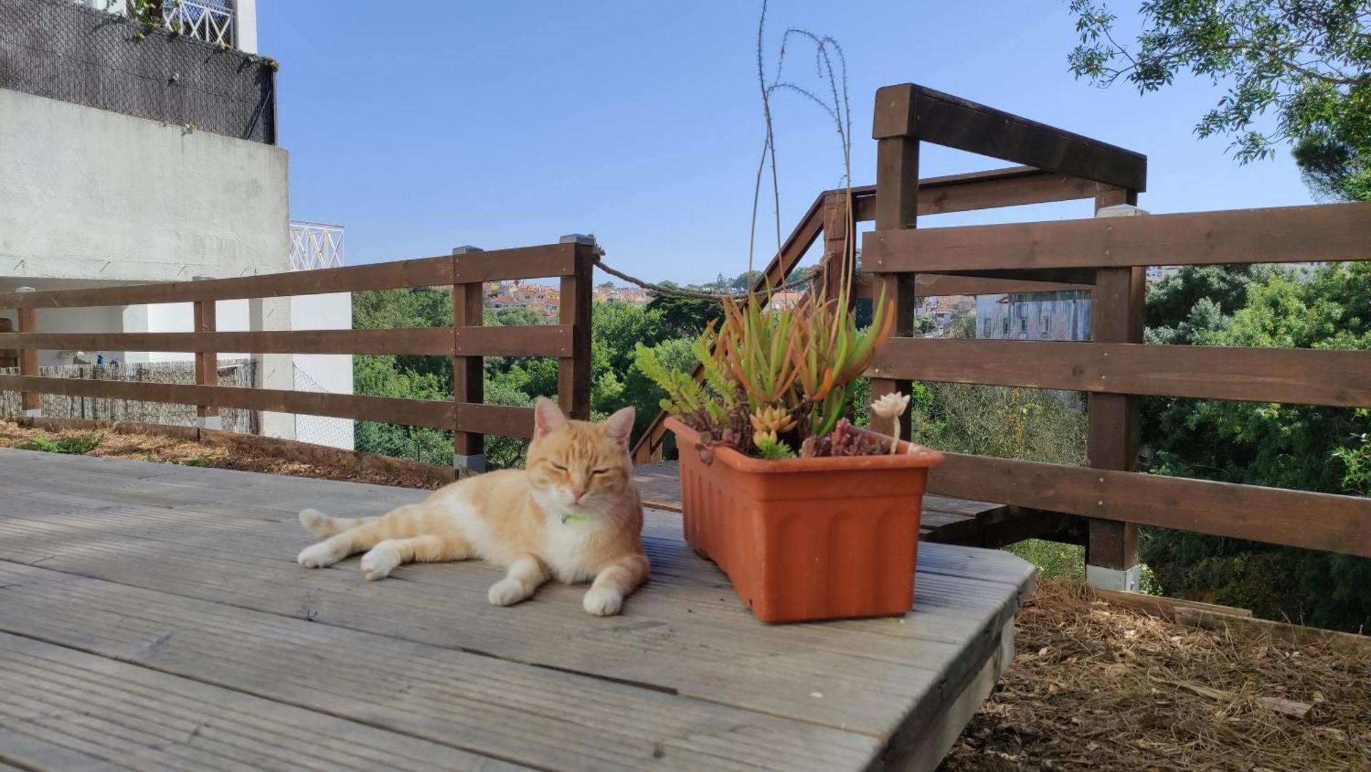 Blissful Garden Studio ซินตรา ภายนอก รูปภาพ